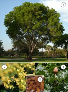 Read more about the article मॅहॉगनी (Indian mahogany)