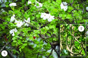 Read more about the article मेंढशिंगी (Medhshingi tree)