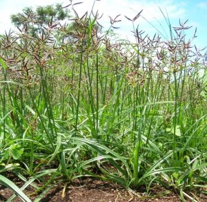 Read more about the article मोथा (Sedge)