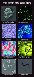 Read more about the article मोनेरा सृष्टी (Monera kingdom)