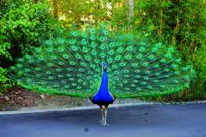 मोर (Peacock / Peafowl)