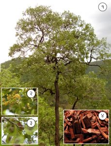 Read more about the article रक्तचंदन (Red sandalwood)