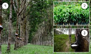 Read more about the article रबर वृक्ष ( Rubber tree)