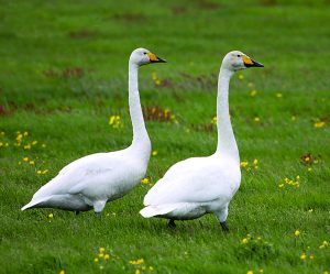 राजहंस (Swan)