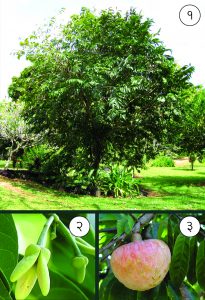 Read more about the article रामफळ (Bullock’s heart)