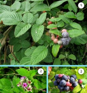 Read more about the article रासबेरी (Mysore raspberry)