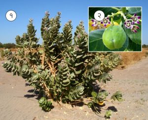 Read more about the article रुई (Giant milkweed)