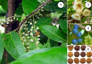 Read more about the article रुद्राक्ष (Utrasum bead tree)
