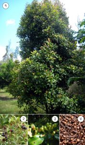 Read more about the article लवंग (Clove)