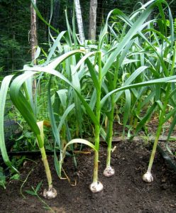 Read more about the article लसूण (Garlic)