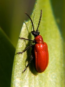 Read more about the article लाख कीटक (Lac insect)