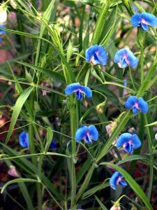 Read more about the article लाख वनस्पती (Grass pea)
