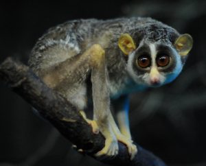 Read more about the article लाजवंती (Loris)