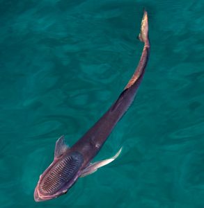 Read more about the article लुचुक (Sucker fish/Sharksucker)