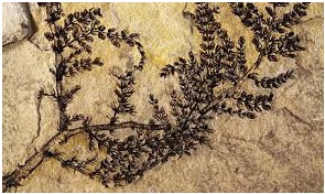 मॉण्टेसेशिया विडाली (Montsechia Vidali)