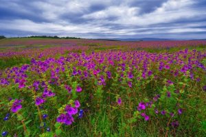 कास पुष्प पठार (Kaas Plateau)