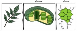 Read more about the article हरितद्रव्य (Chlorophyll)