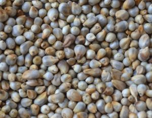 Read more about the article बाजरी (Pearl millet)