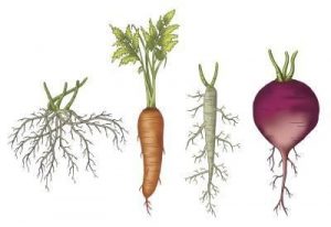 Read more about the article मूळ (Root)