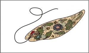 Read more about the article यूग्लीना (Euglena)