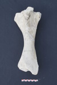 Read more about the article पुरातत्त्वीय प्राणिविज्ञान (Zooarchaeology)