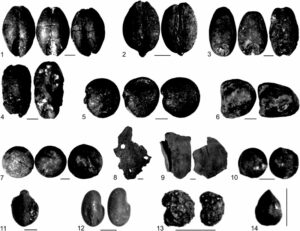 Read more about the article पुरातत्त्वीय वनस्पतिविज्ञान (Archaeobotany)