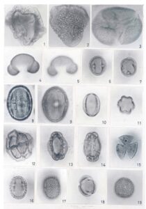 Read more about the article पुरापरागविज्ञान (Palynology)