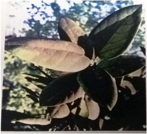 Read more about the article धूलिकण आणि वनस्पती (SPM and Plants)