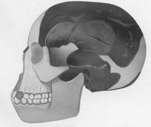 पिल्टडाउन मानव (Piltdown Man)