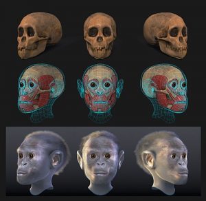 Read more about the article त्वांग बालक (Taung Child)