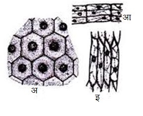 वनस्पती ऊती (Plant Cells)