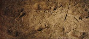 Read more about the article लेटोली पाऊलखुणा (Laetoli Footprints)