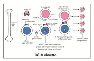 Read more about the article प्रतिक्षम संस्था (Immune System)