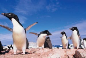 अंटार्क्टिका (Antarctica)