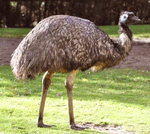 Read more about the article एमू (Emu)