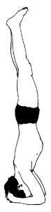 Read more about the article शीर्षासन (Shirshasana)