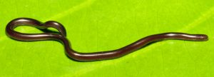 आंधळा साप / वाळा (Blind Snake)