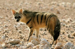 आर्डवुल्फ (Aardwolf)