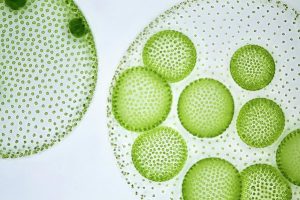 प्रोटिस्टा सृष्टी (Protista kingdom)