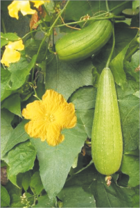 घोसाळे (Sponge gourd)
