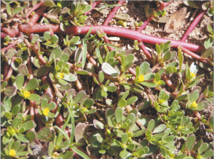 घोळ (Purslane)