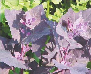 Read more about the article चंदनबटवा (Garden Orache)