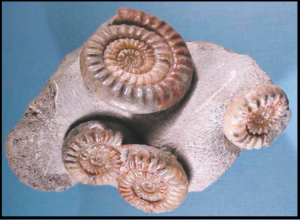 Read more about the article जीवाश्म (Fossil)