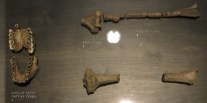 Read more about the article ऑस्ट्रॅलोपिथेकस अनामेन्सिस (Australopithecus anamensis)
