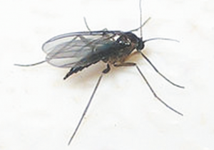 चिलट (Grassfly)
