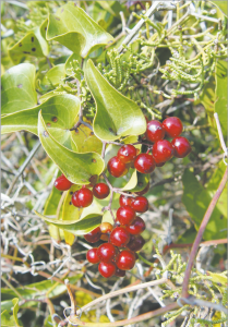 Read more about the article चोपचिनी (China root)