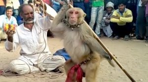 Read more about the article माकडवाले (Makadwale)