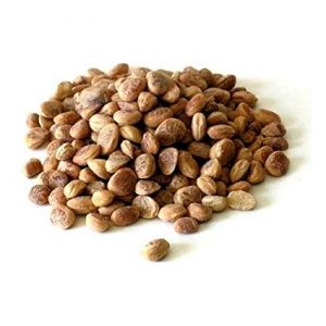 Read more about the article चारोळी (Chironji tree)