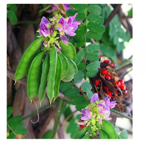 Read more about the article गुंज (Crab’s eye/Indian Liquorice)