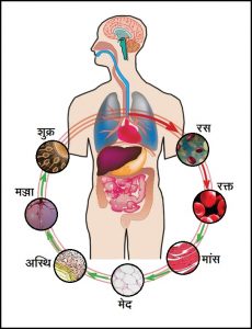 धातु (आयुर्वेद) (Dhatu-Ayurveda)